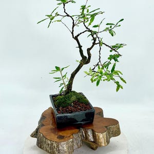Dwarf Persian Pomegranate bonsai tree, &quot;Neglected child&quot; collection from Rare and Exotic Bonsai, rare veriety cultivated from seed.