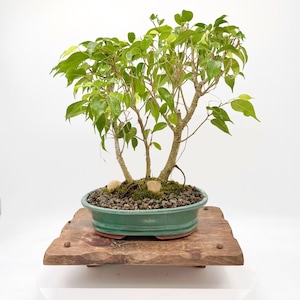 May include: A small bonsai tree with multiple thin, light-colored trunks and vibrant green leaves. The tree is planted in a shallow, oval-shaped green ceramic pot filled with dark soil and small pebbles, resting on a rectangular wooden stand.