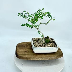 China Doll Bonsai Tree: Radermachera Sinica in Glazed Ceramic Pot - Etsy