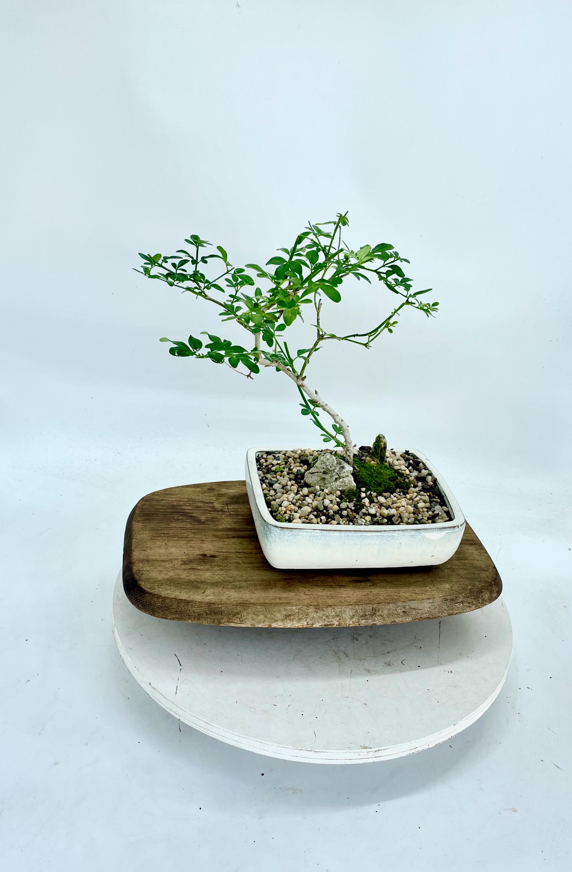 China Doll Bonsai Tree: Radermachera Sinica in Glazed Ceramic Pot - Etsy