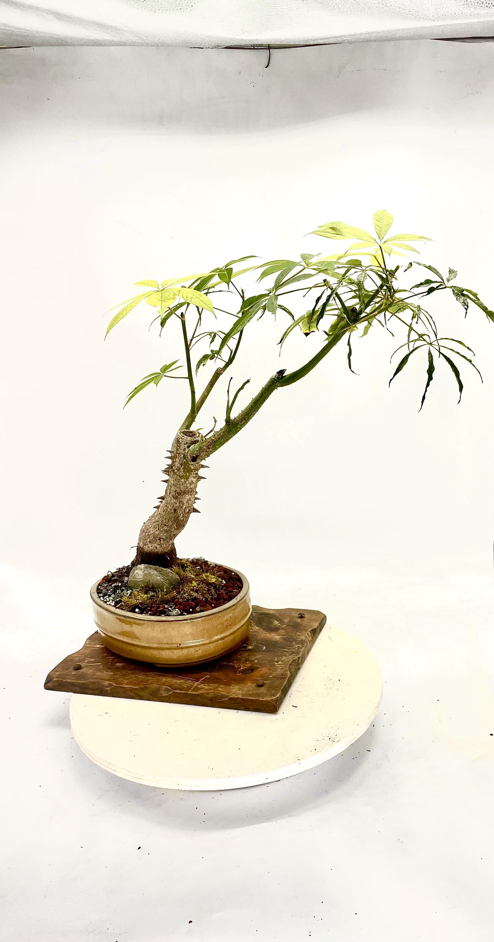 house plant potting Houseplant Potting Mix