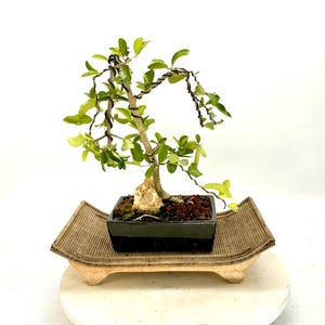 Barbados  cherry bonsai tree, &quot;Sill bud&quot; collection from Rare and Exotic Bonsai