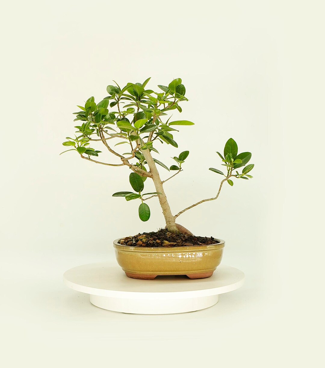 Strangler Fig Bonsai Tree quiet Different Etsy