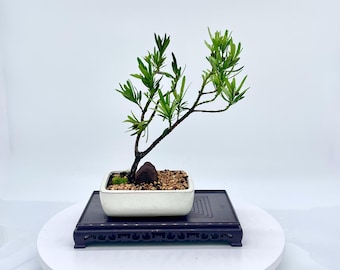 White Oak Bonsai Tree "relative Scale" Collection From Rare and Exotic  Bonsai - Etsy