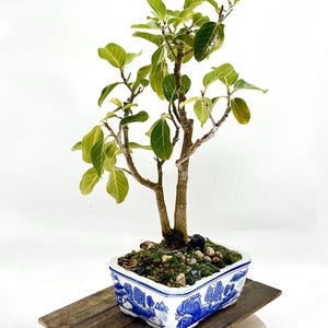 May include: A small bonsai tree with green leaves in a blue and white ceramic pot. The pot features a traditional Chinese design with a landscape scene. The bonsai is sitting on a wooden platform.
