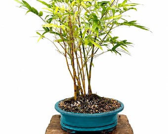 Buddha Belly Bamboo Bonsai – Elegant Indoor Zen Composition in Teal Glazed Pot