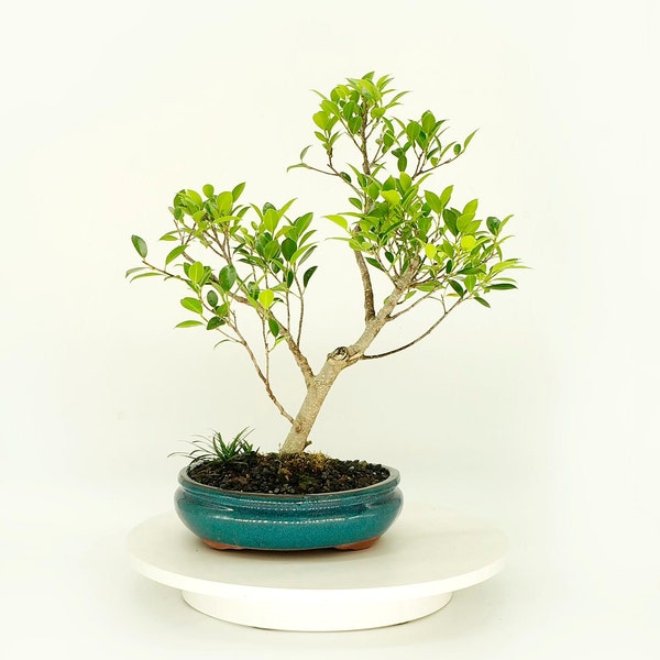 Tiger Bark fig bonsai tree "Kind friend" collection from Rare and Exotic Bonsai