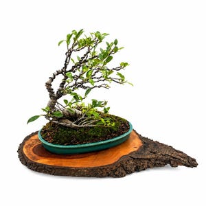 May include: A bonsai tree with green leaves and a twisted trunk sits in a green oval pot. The pot rests on a natural, irregularly shaped wooden slab with a dark brown bark edge. The background is white.