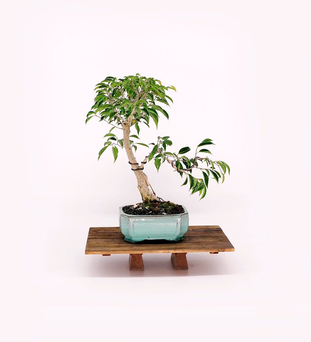 Ficus Philippinensis Bonsai Tree home Arboretum Etsy