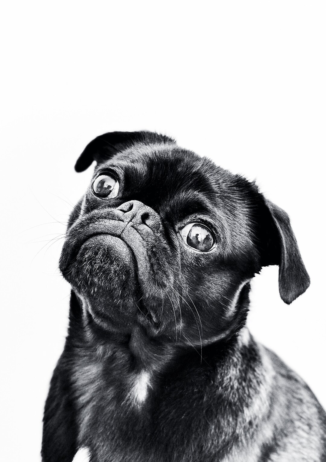 Pug Printable Wall Art A3, A4 and A5 Size in One Download | Instant ...