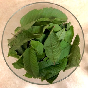 Peut inclure: Un bol en verre transparent rempli de feuilles vertes fraîches. Les feuilles présentent des nervures prononcées et une surface légèrement texturée. Le bol est posé sur un fond clair, mettant en valeur le vert vif des feuilles.