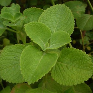 May include: Close-up of green Cuban oregano leaves. The leaves are oval-shaped with a textured surface and scalloped edges. The plant has a vibrant green color, with some leaves overlapping. The background is blurred, showing other green foliage.
