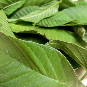 Organic Guava Leaf Tea 0.5 oz | Dried and Crushed Guava Leaves | Hojas De Guayaba | Natural | Herbal Tea