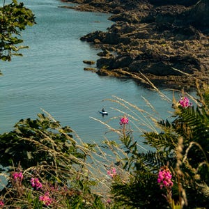 Puede incluir: Escena costera pintoresca con un mar azul tranquilo, acantilados rocosos y vibrantes flores silvestres rosas en primer plano. Una persona practica paddleboard a lo lejos. La imagen está enmarcada por un exuberante follaje verde.
