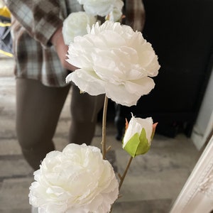 Ivory ranunculus