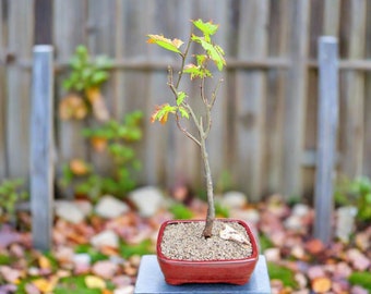 LoveMyBonsai - Etsy