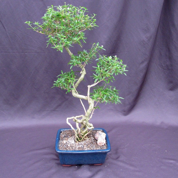 Curved Trunk Thousand Star Serissa Bonsai Tree