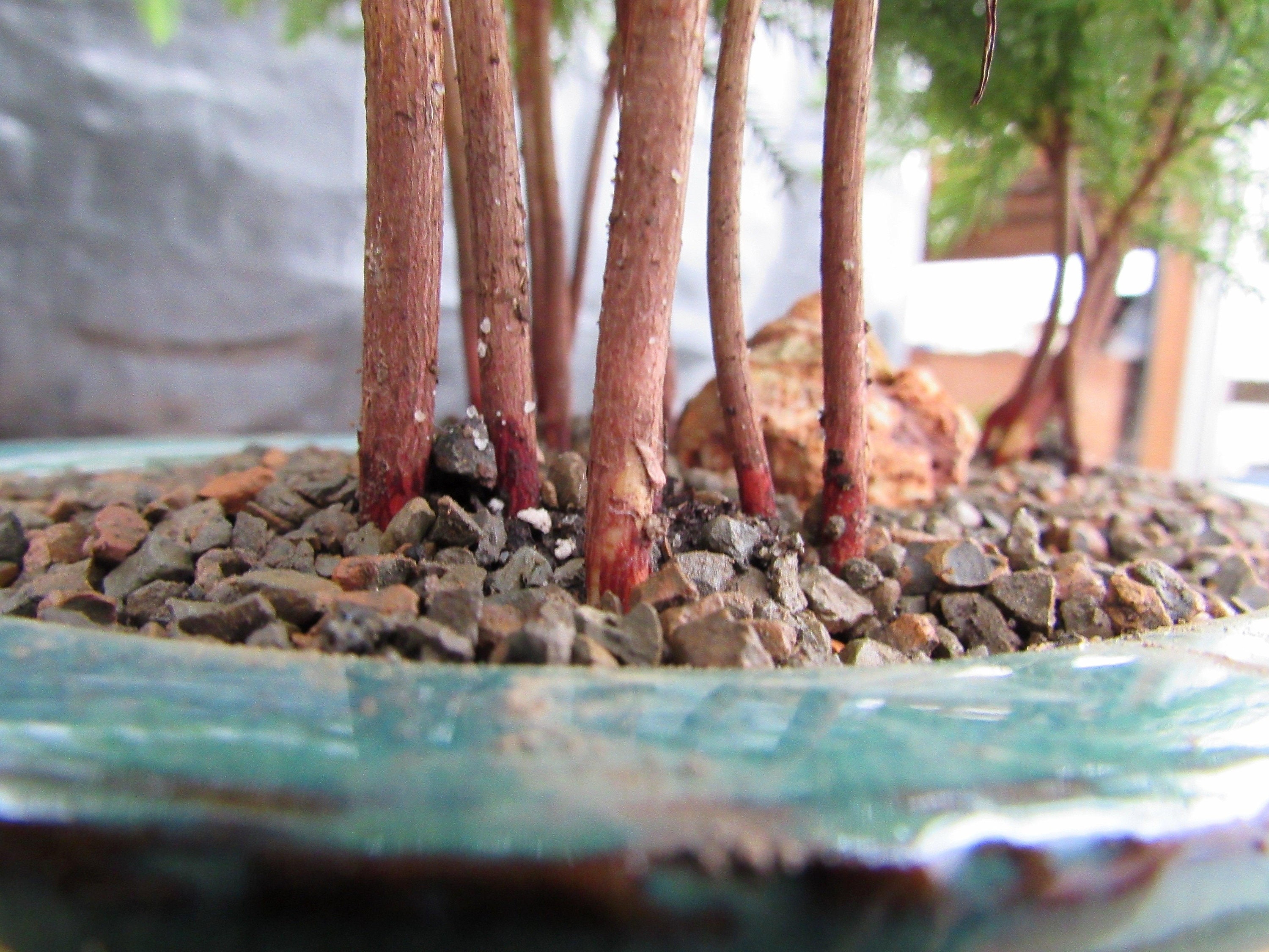 tomaten bonsai Saatgut Cherrytomate 'Minibel' - Lycopersicon lycopersicum minibel