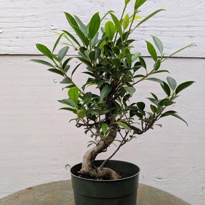 Ficus Retusa Pre Bonsai Tree