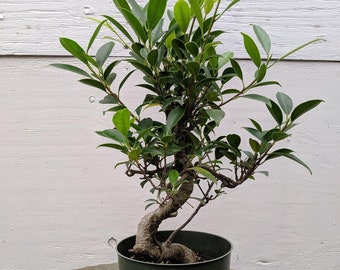 Ficus Retusa Pre Bonsai Tree