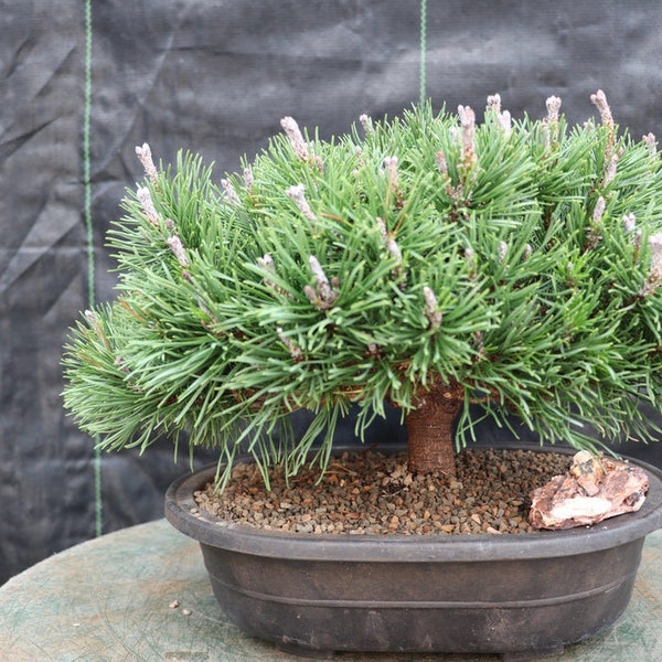 Mugo Pine Bonsai Tree