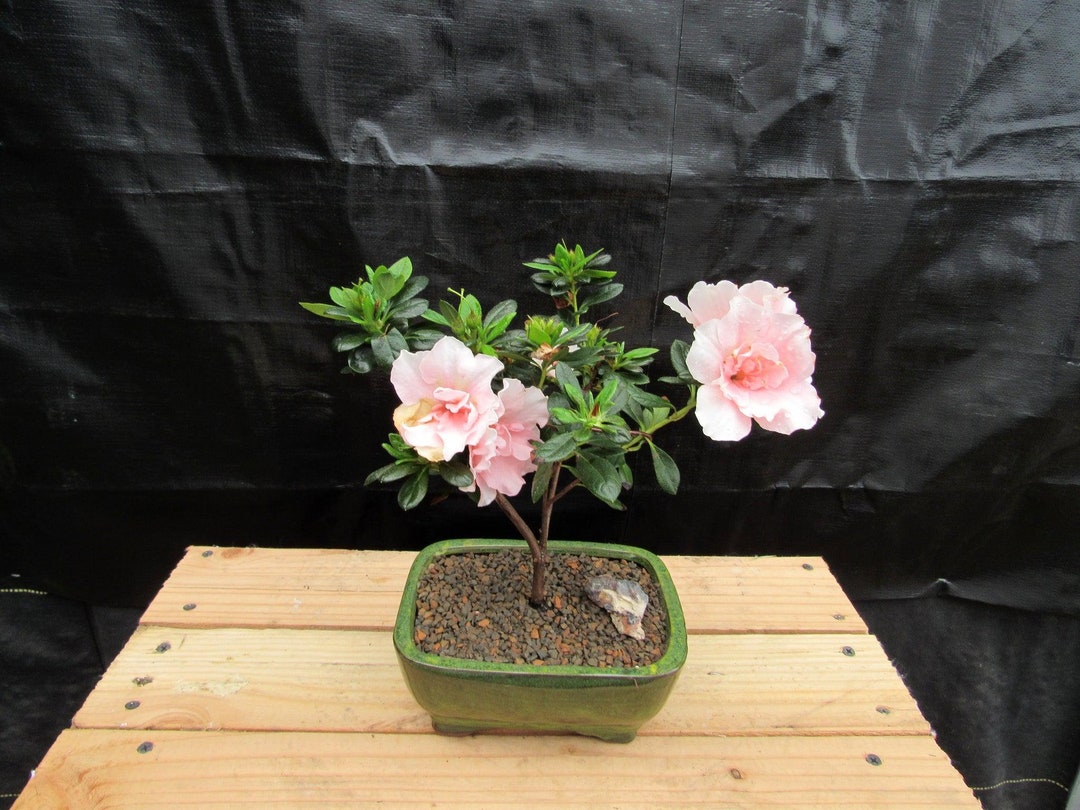 Pink Azalea Bonsai Tree Etsy