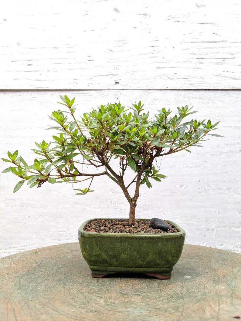 Duc De Rohan Azalea Bonsai Tree | Etsy