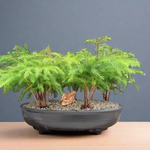 Norfolk Island Pine 5 Tree Forest Bonsai Tree