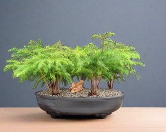Norfolk Island Pine 5 Tree Forest Bonsai Tree