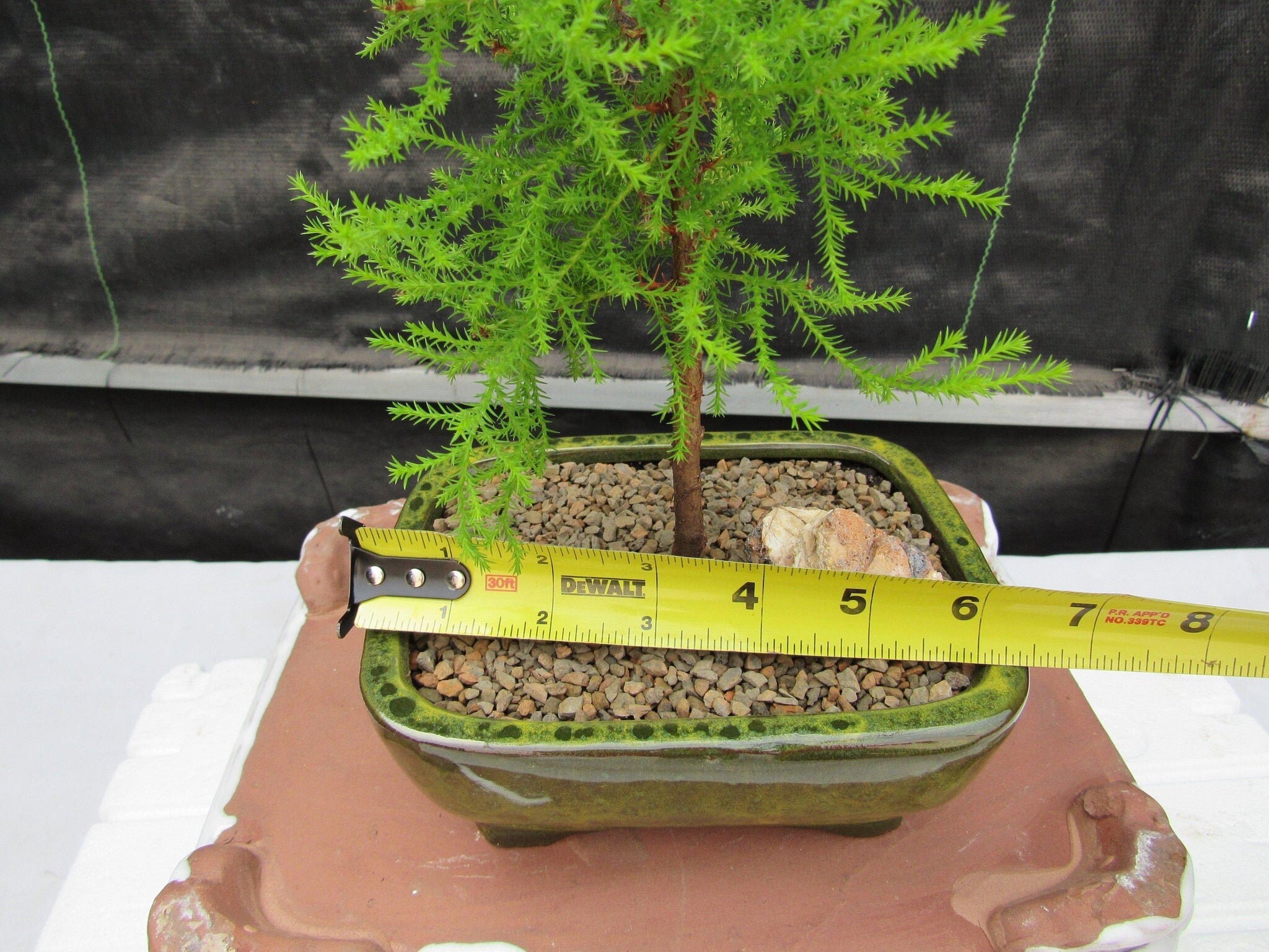 Lemon Cypress Bonsai Tree - Etsy