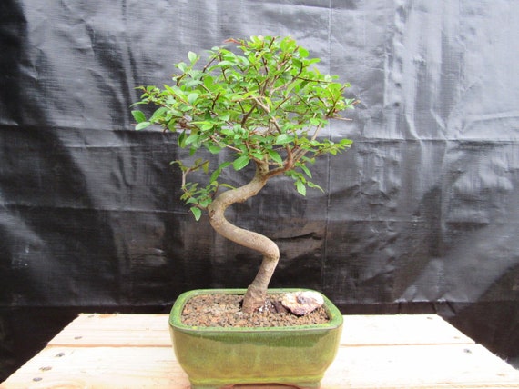 Chinese Elm Bonsai Tree - Curved Trunk Style (extra Small) - Etsy