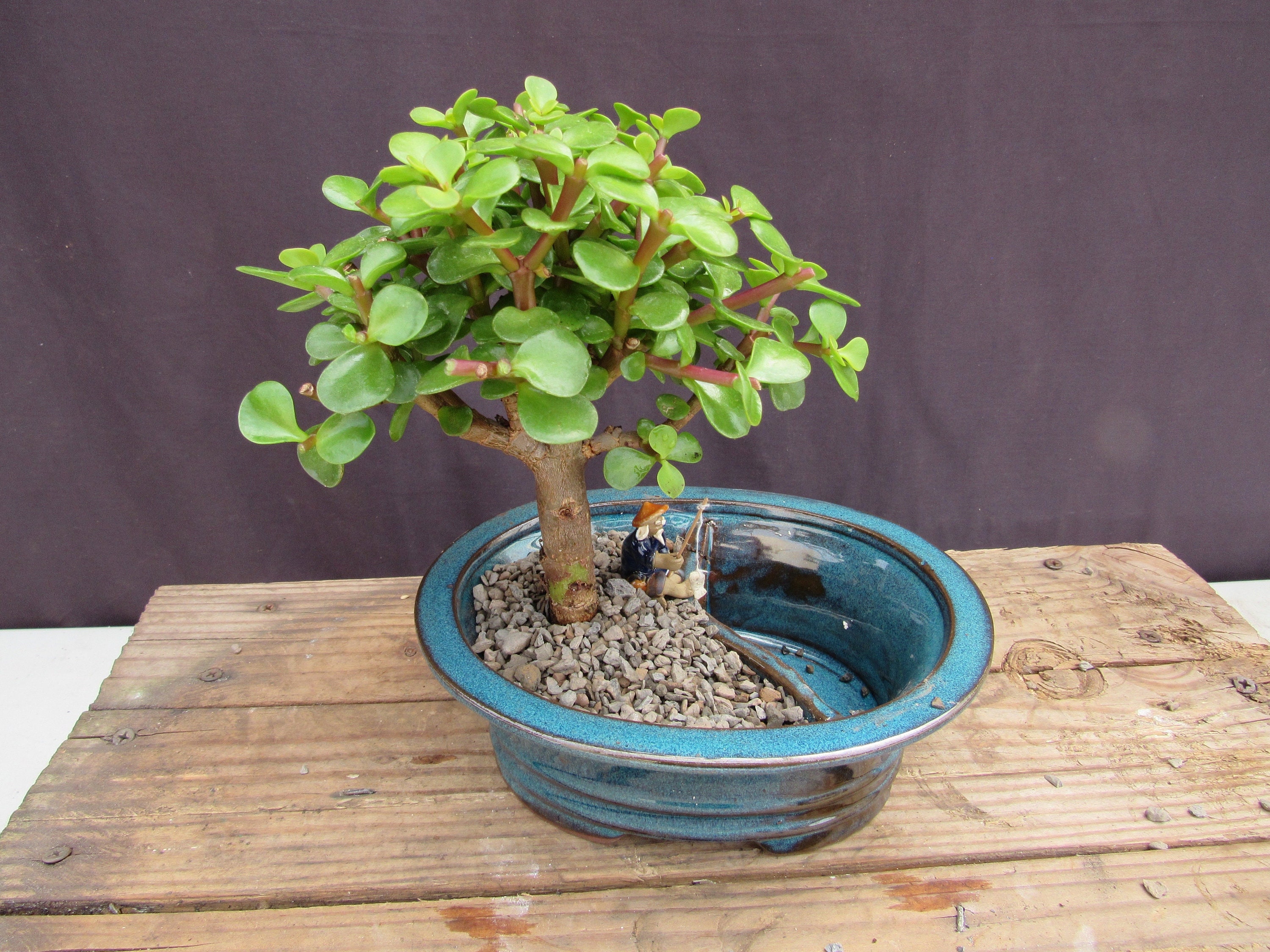 Baby Rev.4 UOD Products Baby 【希少】Bonsai Jade Etsy - (small) Tree Bonsai ギター