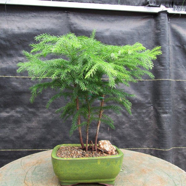 Norfolk Island Pine Bonsai Tree