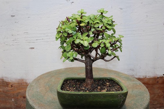 Baby Jade Bonsai Tree - Etsy