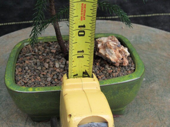 Norfolk Island Pine Bonsai Tree Forest Etsy