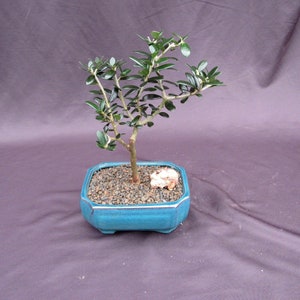 May include: A small bonsai tree with green leaves and a brown trunk is planted in a turquoise, octagonal ceramic pot. The pot is filled with small, dark pebbles and a small rock. The background is a solid, muted purple.