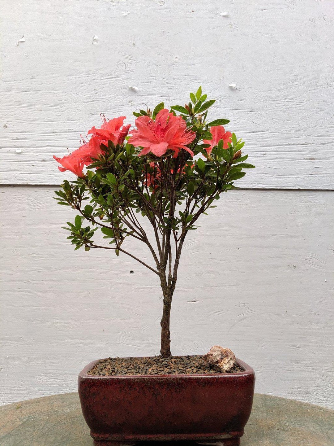 Duc De Rohan Azalea Bonsai Tree - Etsy