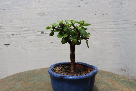 Baby Jade Bonsai Tree (small) - Etsy