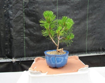 Mugo Pine Bonsai Tree - Small