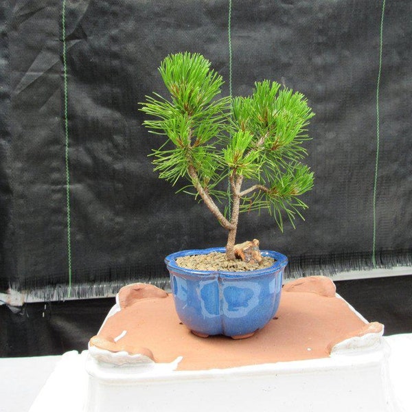 Mugo Pine Bonsai Tree - Small