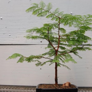May include: A small bonsai tree with a brown trunk and vibrant green foliage. The tree is planted in a black rectangular pot. A small rock sits at the base of the tree. The background is a light gray wooden wall.