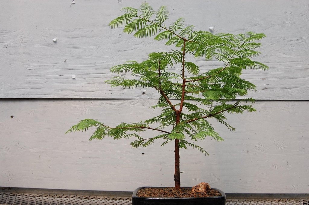bonsai beginner kit Bonsai