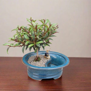 May include: A small bonsai tree with green leaves in a blue ceramic pot with a divided section. A miniature figurine of a person is sitting in the divided section of the pot.