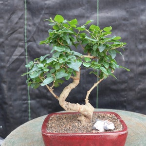 Flowering Ligustrum Bonsai Tree - Curved Trunk Style (Small)