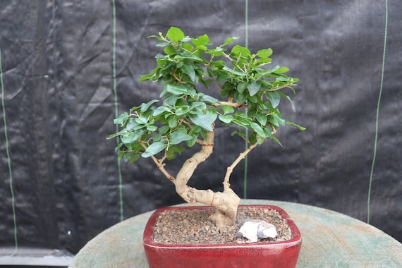 Flowering Ligustrum Bonsai Tree - Curved Trunk Style (small) - Etsy