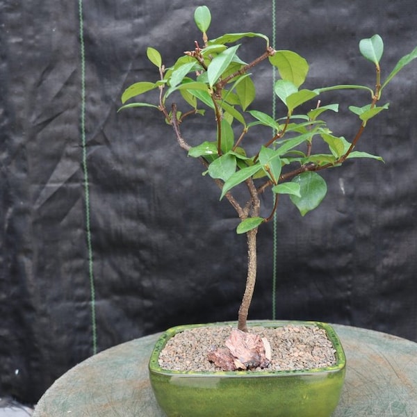White Jasmine Bonsai Tree Etsy