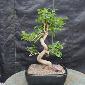 Ligustrum Bonsai - Etsy