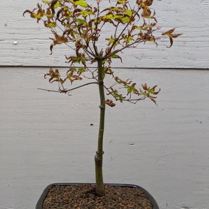 Shindeshojo Red Japanese Maple Bonsai Tree