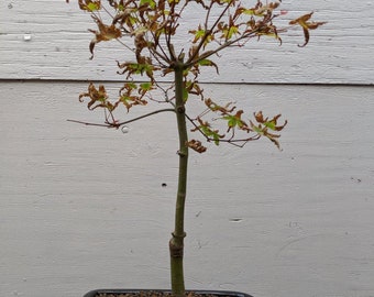 Shindeshojo Red Japanese Maple Bonsai Tree