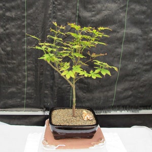 Red Japanese Maple Bonsai Tree